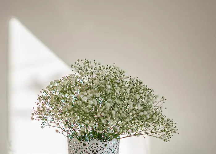 Boavista Dans La Mouraria *